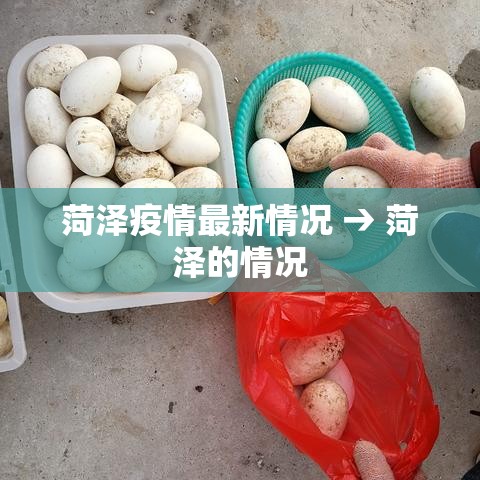 菏泽疫情最新情况 → 菏泽的情况
